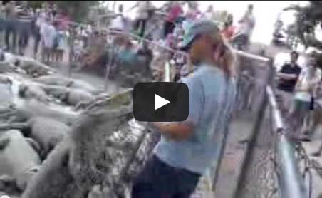 تمساح يأكل يد مدربه