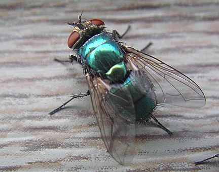 اتصل بالنجدة للإبلاغ عن ذبابة في "البوظة"