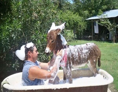 بالفيديو.. رجل "يحمم" حماره بالـ"عافية" بعد تثبيته بجنزير