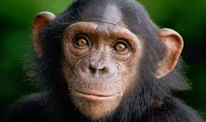 بالفيديو..ذكاء شمبانزي يثير اعجاب الزوار