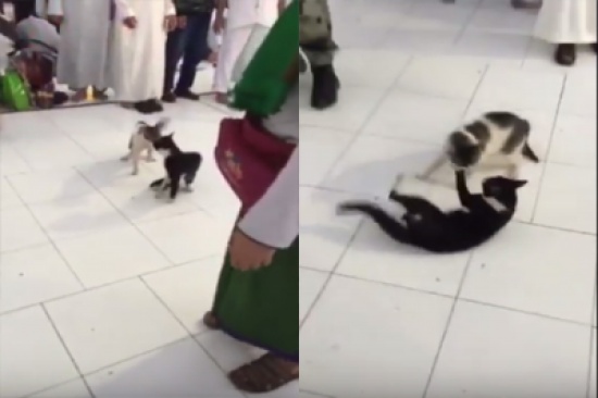 فيديو طريف.. مضاربة قطتين في الحرم المكي لم تجدي معهما جهود الصلح