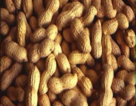 حفنة من الفول السوداني يوميًا تحميك من التسمم الغذائي