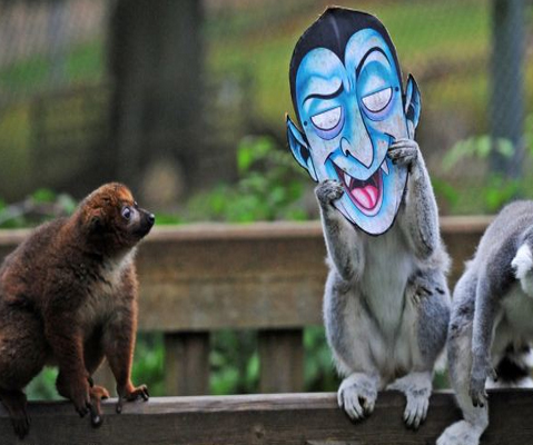 بالصور..قردة "مقنعة" تثير ضحك و"رعب" المتجولين