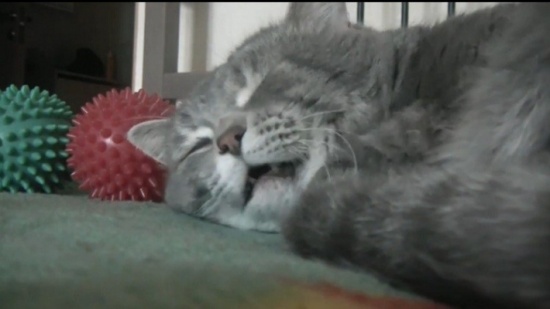 بالفيديو.. قطة نائمة ترد على السعال بصوت البطة