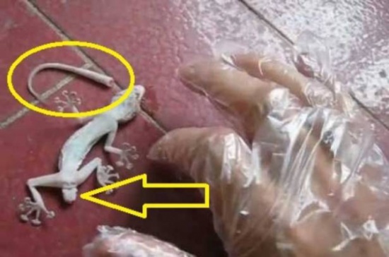 هل تعلم لماذا يتحرك ذيل البرص بعد قطعه؟!