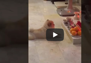 بالفيديو.. كلب يصلي إلى الله يجذب أنظار نشطاء مواقع التواصل