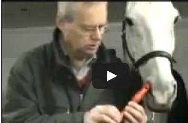 حصان يعزف على الة موسيقية