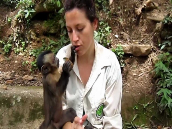 قرد يحاول اطعام صديقته