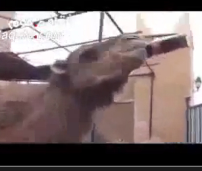 جمل يشرب كوكاكولا