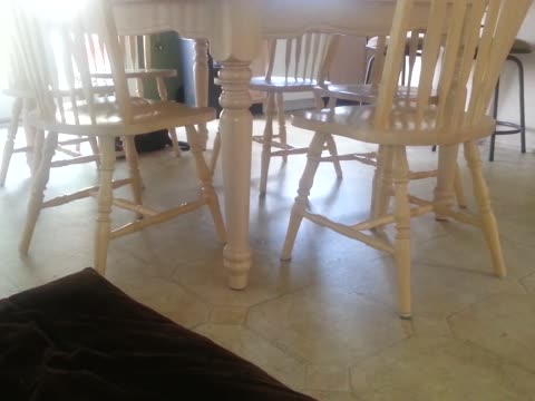 قط يلعب لعبة المقاعد