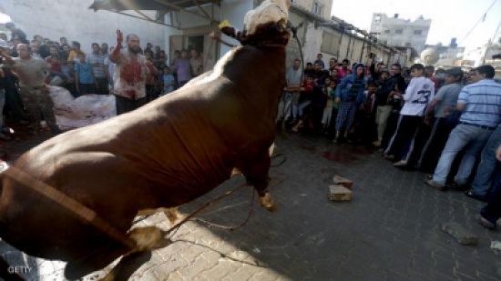 "معارك كر وفر" مع عجول الأضاحي