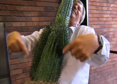 الرجل والصبار