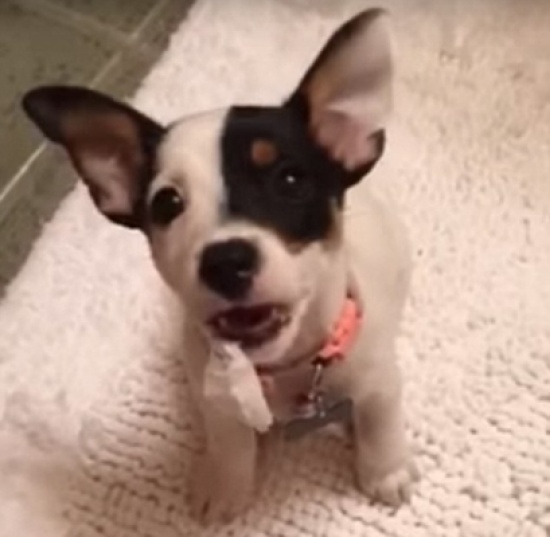 فيديو : كلب يثير فوضى بمرحاض صاحبته