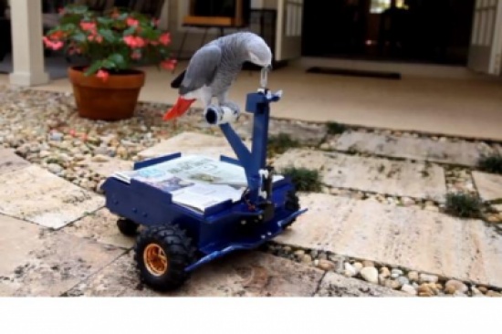 ببغاء يقود سيّارته الخاصّة