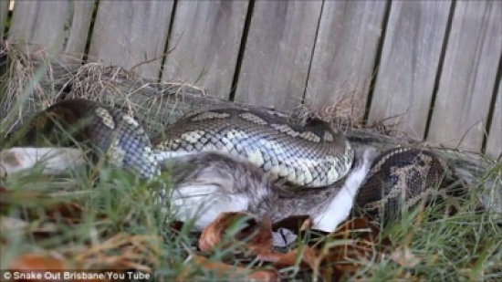 بالفيديو والصور.. لقطات مروعة للحظة ابتلاع ثعبان لقطة حية