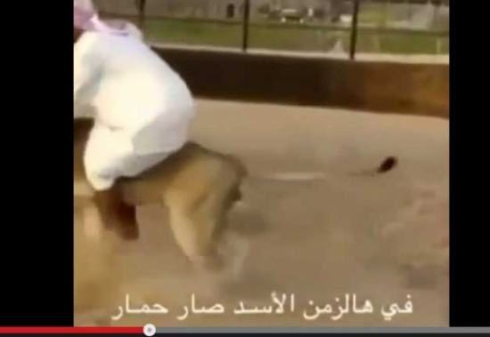 الأسد صار حمار