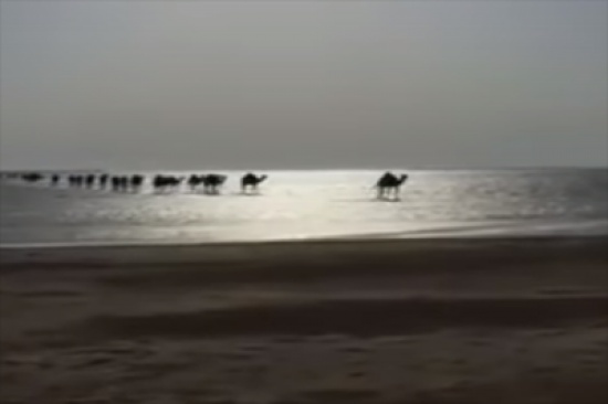 شاهد..إبل تعبر البحر