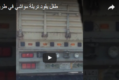 شاهد... طفل يقود شاحنة محملة بالمواشي في السعودية