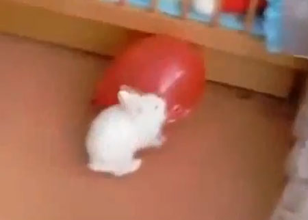 إنهيار عصبي لأرنب بسبب البالون