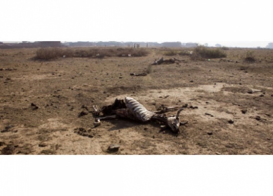 لم تأكل شيئاً منذ أسبوعين.. عشرات الحيوانات تموت جوعاً بسبب نقص الغذاء