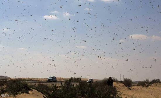 مواطنو الموقر وسحاب: محطة تنقية المدينة الصناعية مكرهة صحية وبؤرة لتجمع الحشرات