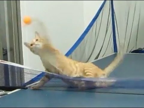 قط يلعب بينغ بونغ!!