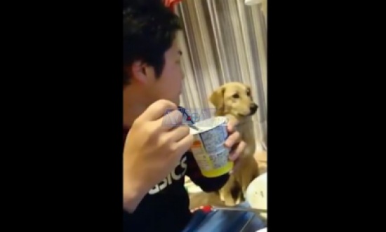 بالفيديو ـ ردة فعل كلب تجاه الأيس كريم!
