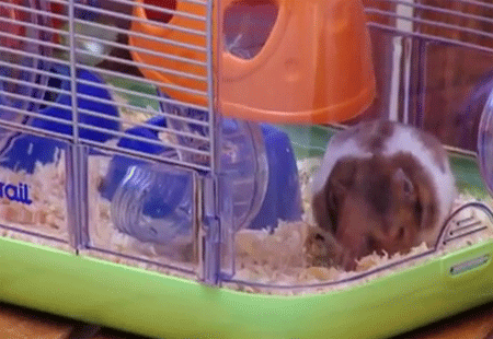 الفأر المسكين