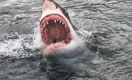 سمكة قرش تعض قدم شاب في العقبة