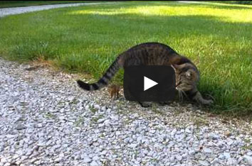 سنجاب يقاوم حتى آخر لحظة !