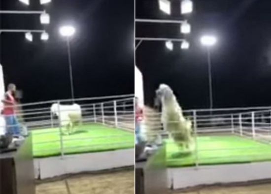 بالفيديو: تيس في مزاد علني بالكويت يقفز قفزة مفاجئة ويعتدي على أعضاء اللجنة