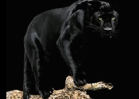 أجمل الحيوانات لعام 2012