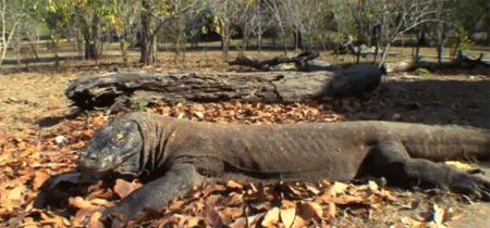 التنين السام