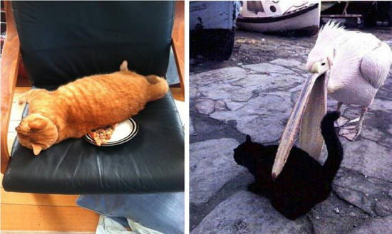 صور| 10 حيوانات قاموا بتصرفات غاية في الغباء والسخافة!