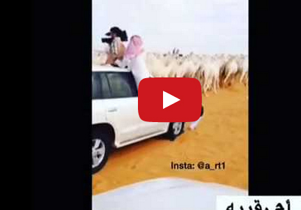 شاهد.. سيارة تصدم شخصاً ولا تبالي به لتتابع تصوير الإبل