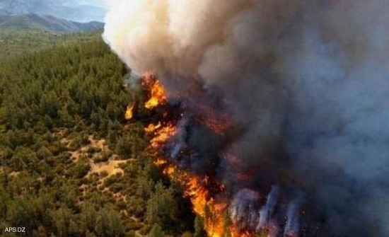 الجزائر: وفاة 25 عسكريا بحرائق الغابات وإصابة 21 آخرين الجزائر: وفاة 25 عسكريا بحرائق الغابات وإصابة 21 آخرين