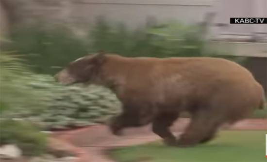 بالفيديو: السيطرة على دب يتجول في أحد شوارع كاليفورنيا