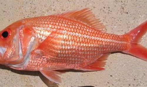 اسماك عمرها أكثر من 80 سنة في أستراليا