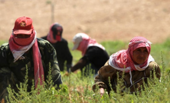 مزارعو وادي الأردن يثمنون قرار الحكومة بمنح قروض بدون فوائد مزارعو وادي الأردن يثمنون قرار الحكومة بمنح قروض بدون فوائد
