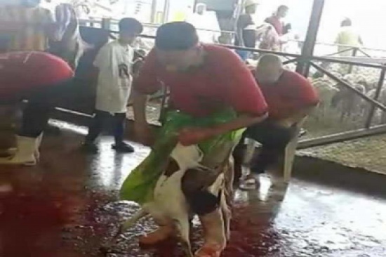 الفيديو: جزار يذبح الأغنام وهي واقفة!..