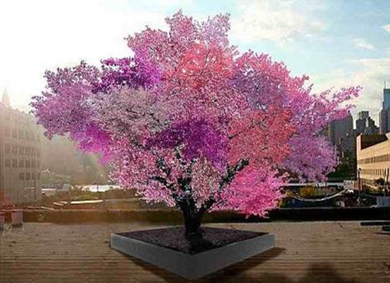 بالصور: شجرة تحمل 40 نوعا من الفاكهة !!