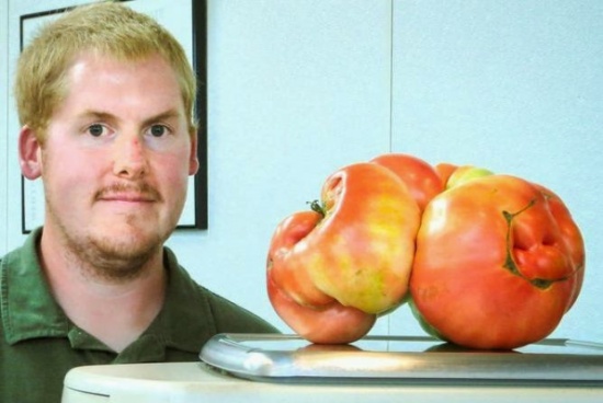 رأس بندورة يزن 4 كيلوغرامات!