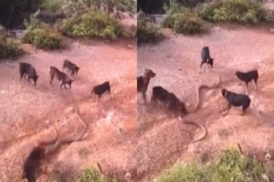 شاهد.. صراع ملك الكوبرا مع 5 كلاب شرسة