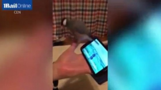 شاهد.. مقطع طريف لطائر يرقص على أنغام الموسيقى