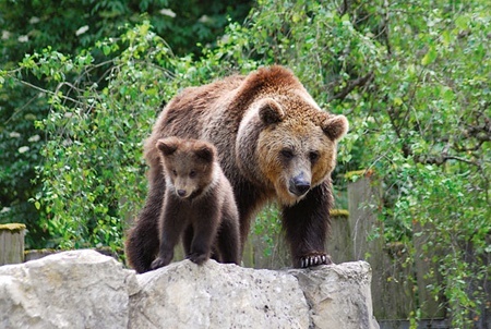 فلوريدا تسمح بقتل 320 دبا في أول موسم صيد منذ 20 عاما