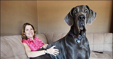 نفوق أطول كلب فى العالم عن عمر 5 سنوات