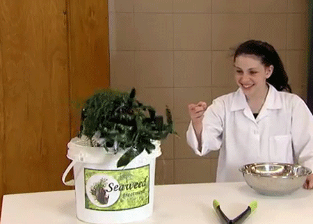 العشبة الغريبة