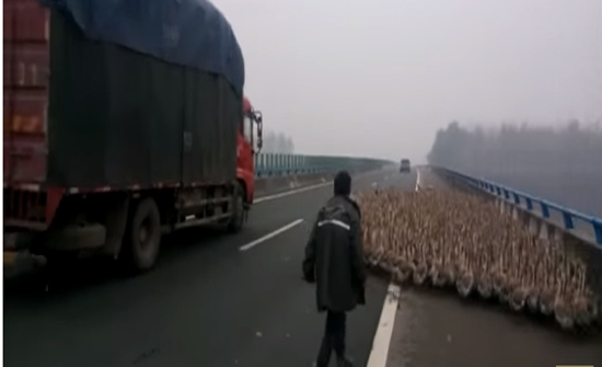 شاهد: 1300 "وزة" على الطريق تتسبب في تعطيل المرور