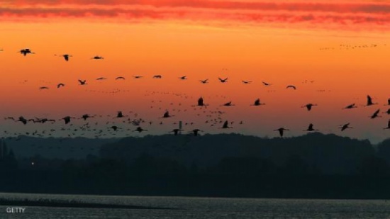 تحذير: 2 مليون طائر على أطباق القبارصة