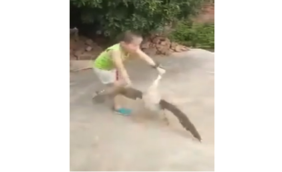 بالفيديو: اوزة تطارد طفلا عاملها بعنف